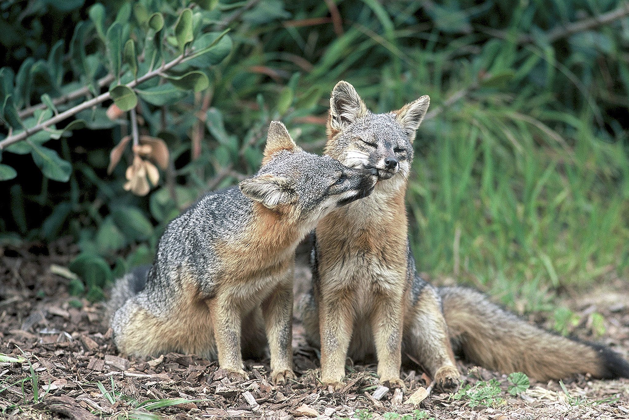 california fox sounds