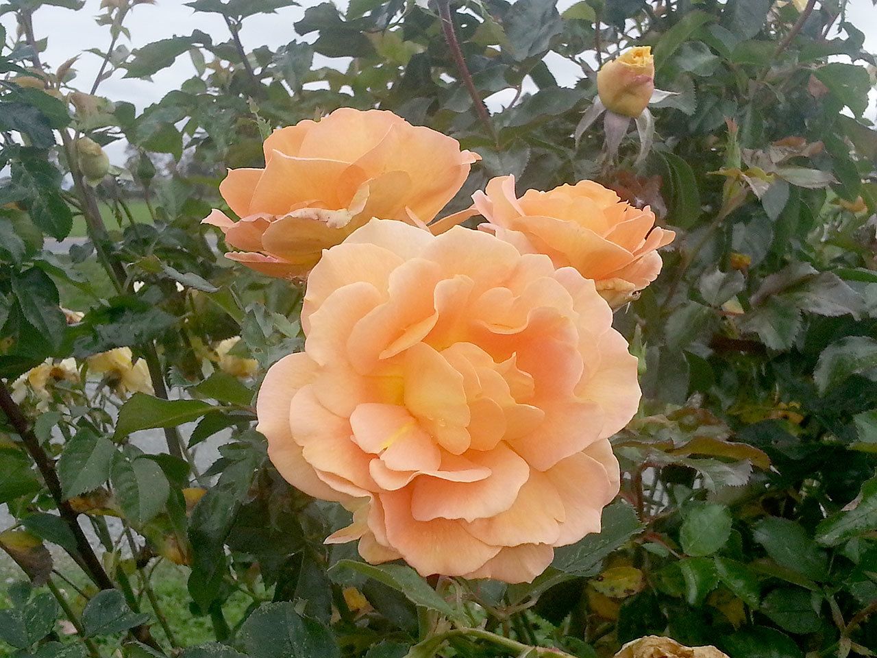 Plant of Merit: Rose 'Honey Perfume' | HeraldNet.com