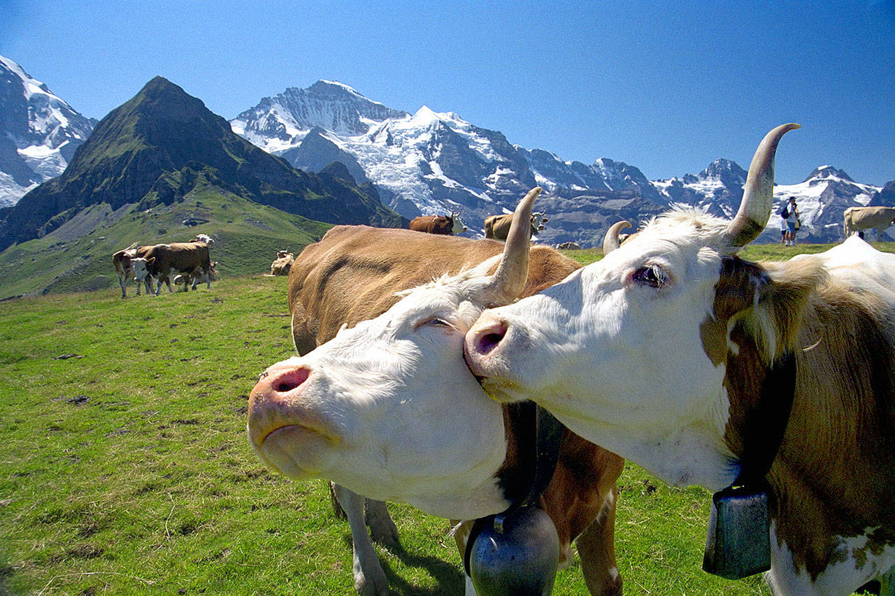 The super-scenic walk from Maennlichen to Kleine Scheidegg in Switzerland is both dramatic and relatively easy — and comes with great views and fine company.