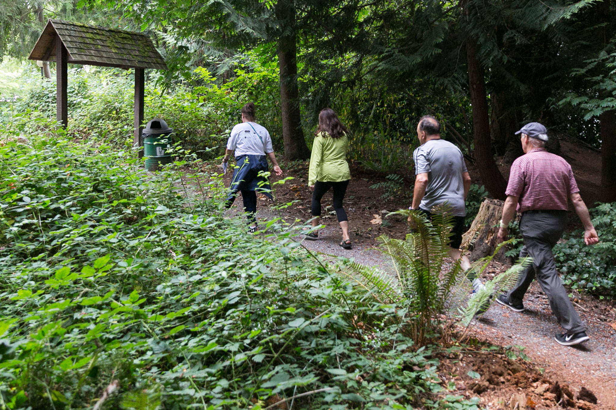 Lynnwood’s group of South County Walkers starts off from Lynnwood Recreation Center on Aug. 2. (Kevin Clark / The Herald)