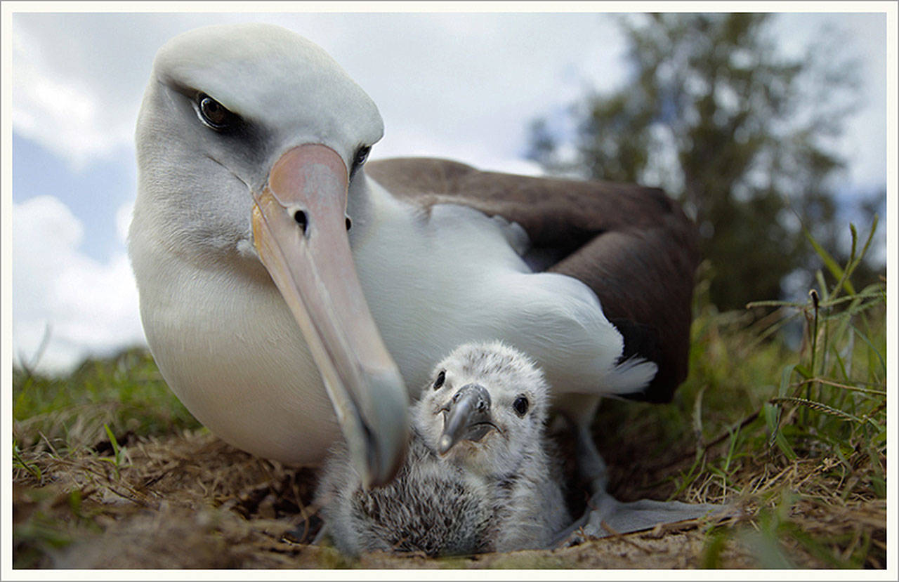 Film shows the plight of man through eyes of albatross | HeraldNet.com
