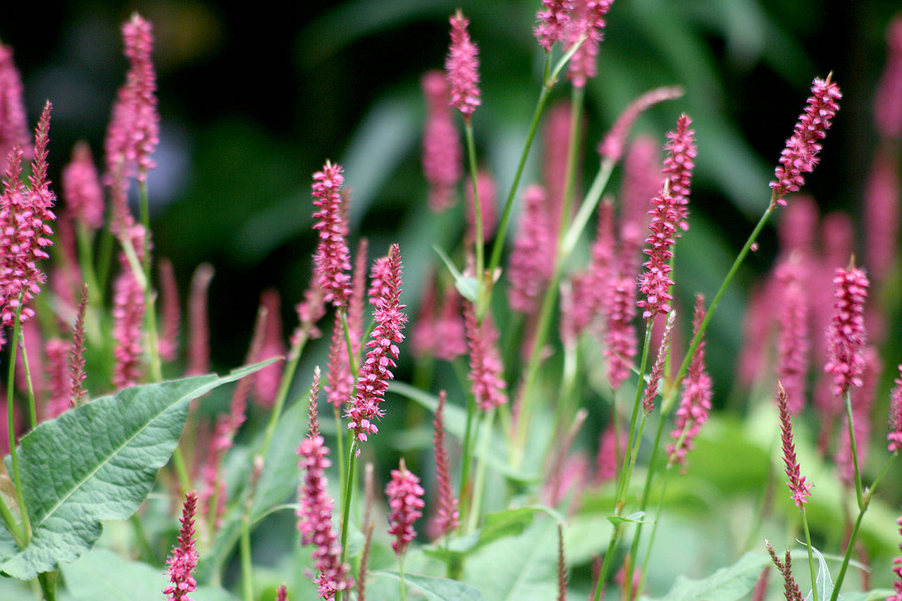 Горец свечевидный (Persicaria amplexicaulis) Блэкфилд