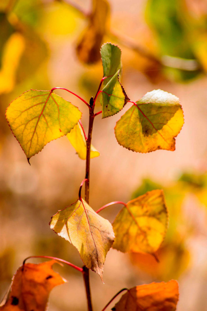 University of Washington researchers are studying plant-microbe communication in cottonwood trees, the source of those little puffs of cotton that drift through the air in late spring. (Brett Billings / USFWS)
