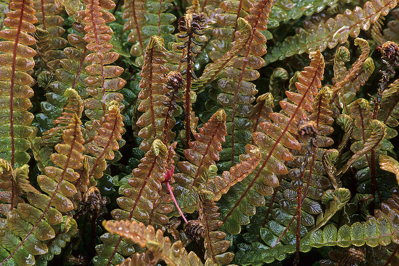 Great Plant Pick: Blechnum penna-marina, alpine water fern | HeraldNet.com