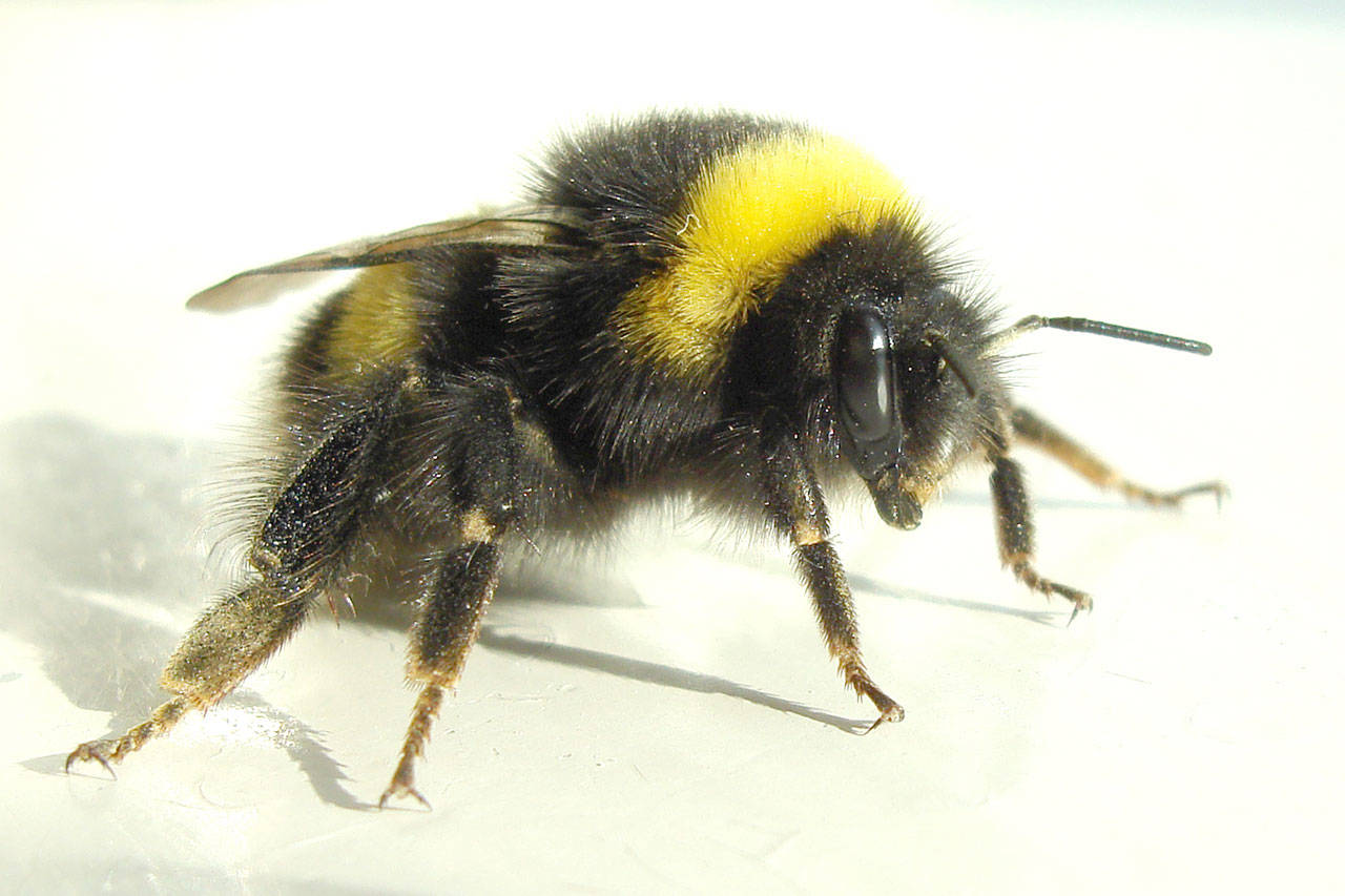 Buff-tailed bumblebees drop from air 'like bricks' to repel hornet attacks, Bees