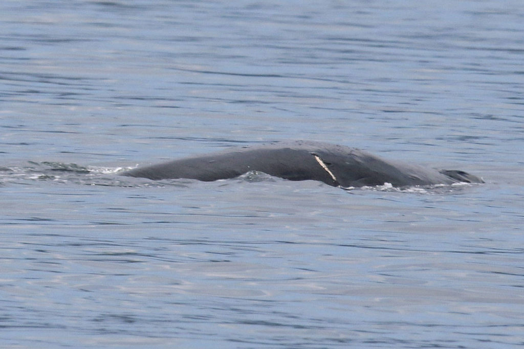 A humpback whale identified as Chip shows external injuries after he was struck by a Washington state ferry on Monday. (Bart Rulon) 
