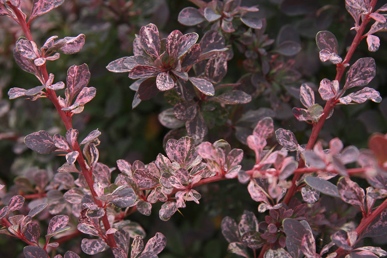 Great Plant Pick: Berberis thunbergii f. atropurpurea 'Rose Glow' |  HeraldNet.com
