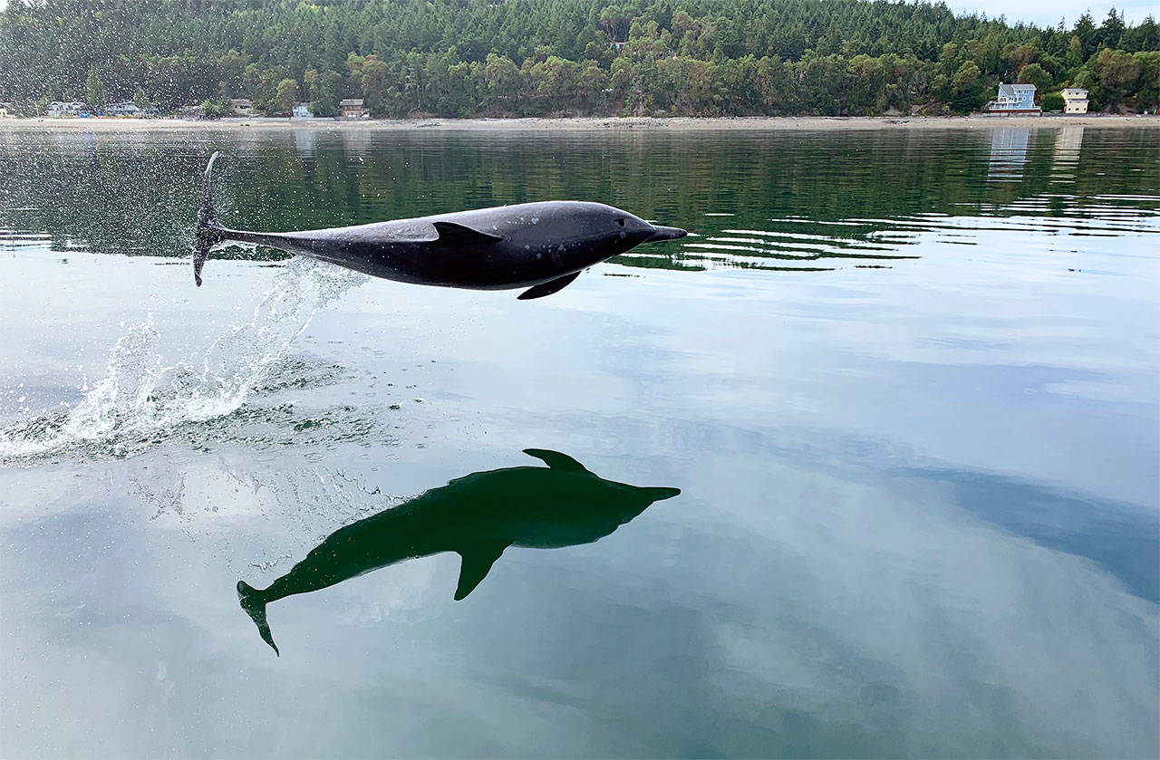 $95 for a Shallow-Water Dolphin Encounter at Dolphin Cove ($155 Value)