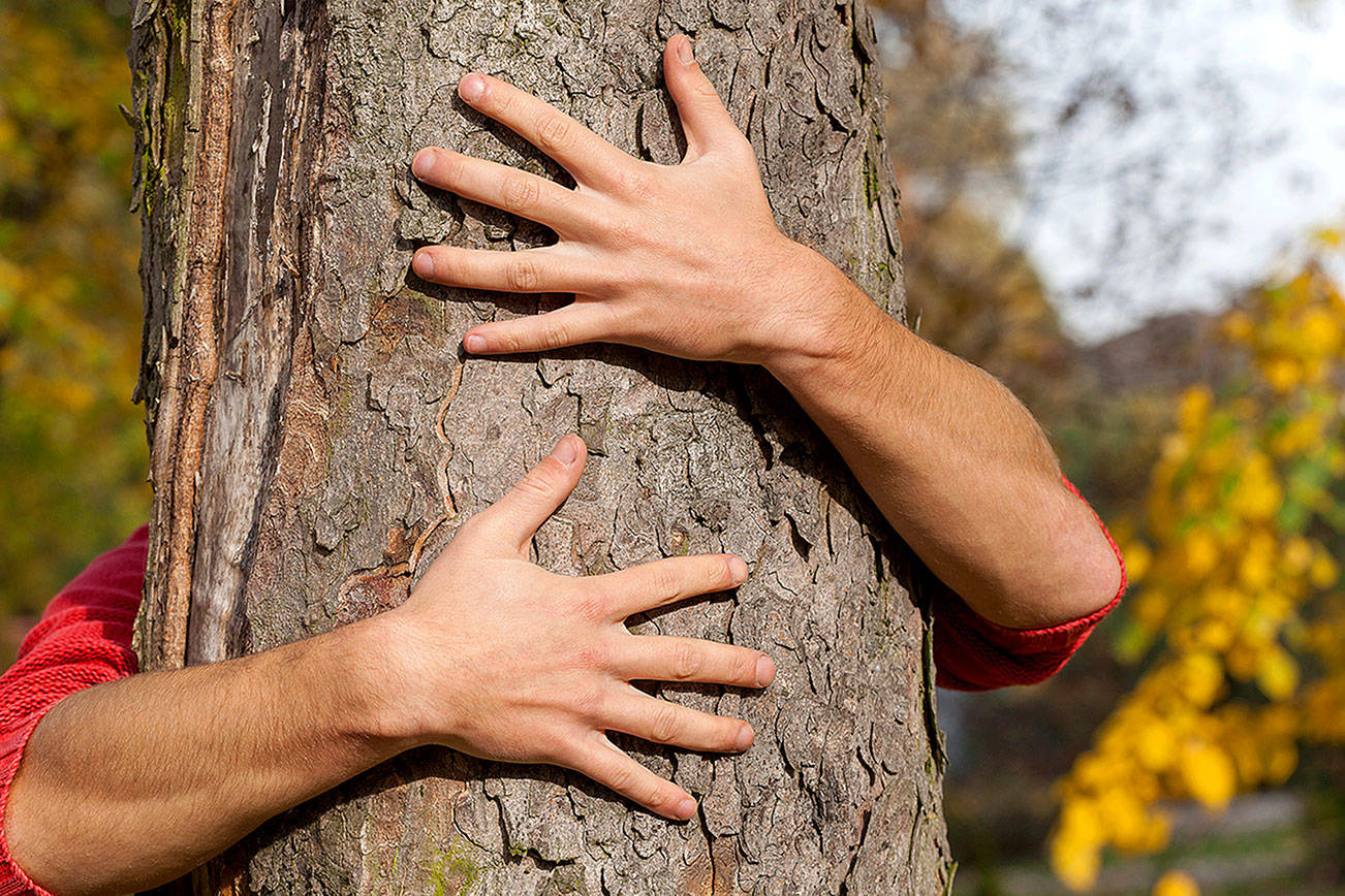 Feeling lonely? Go hug a tree. It might make you feel better | HeraldNet.com