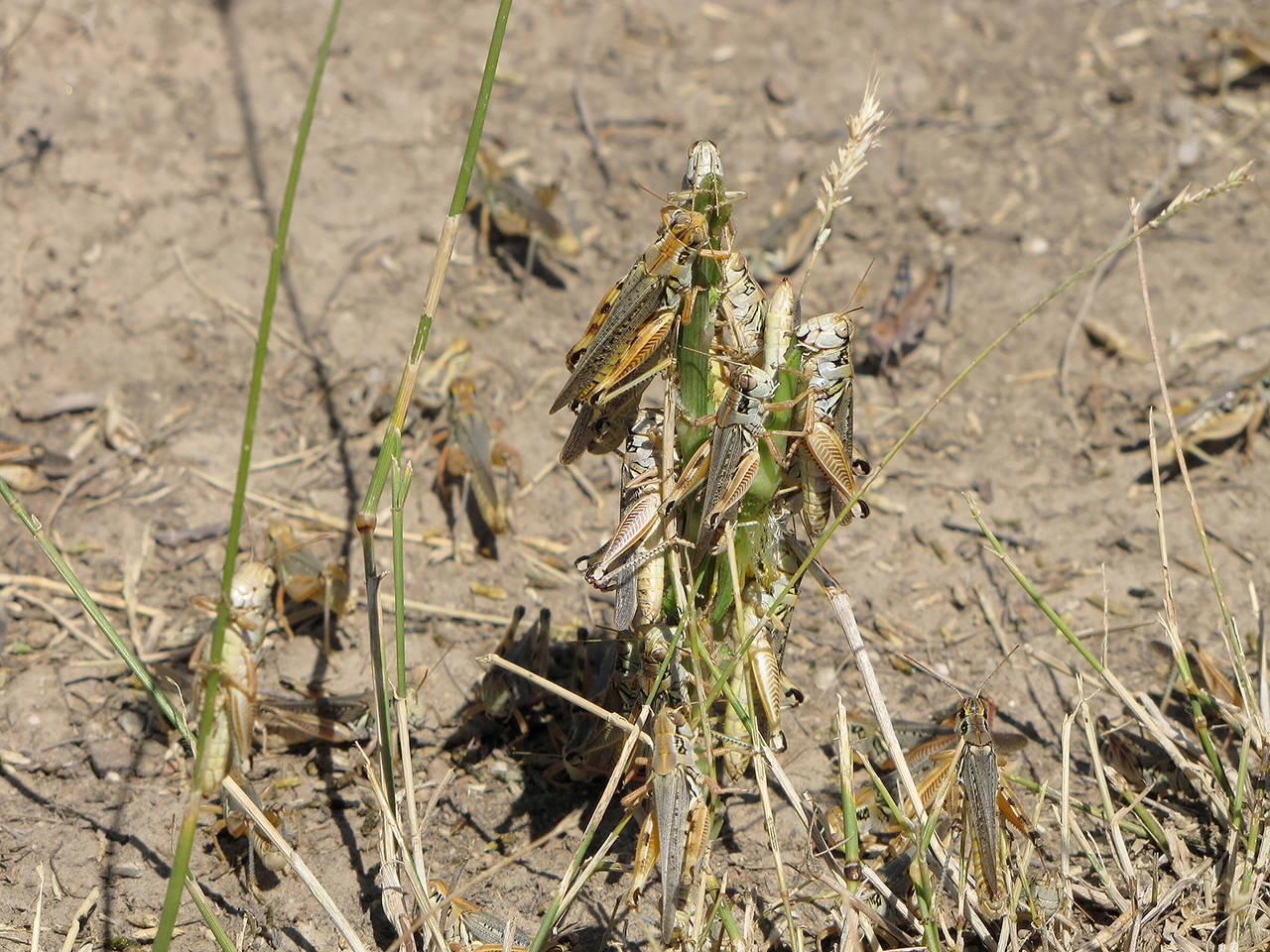 Grasshoppers are seen eating a plant in this undated photo. Federal agriculture officials are launching what could be the largest grasshopper-killing campaign since the 1980s amid an outbreak of the drought-loving insects. (U.S. Department of Agriculture’s Animal and Plant Health Inspection Service via AP)