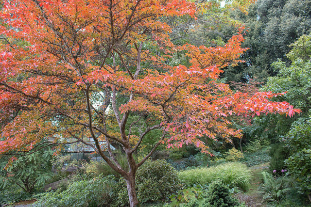 Great Plant Pick: Stewartia pseudocamellia aka Japanese stewartia ...