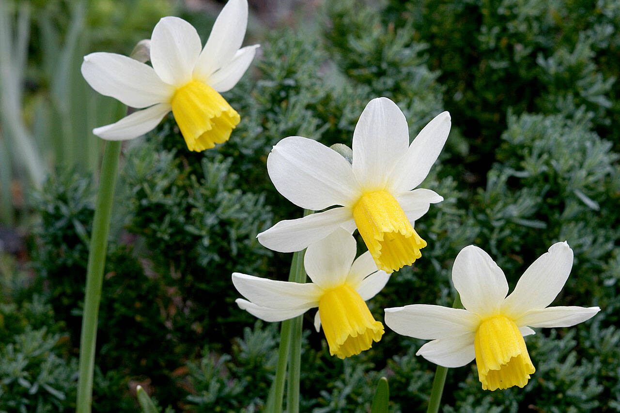 Great Plant Pick: Narcissus 'Jack Snipe' | HeraldNet.com