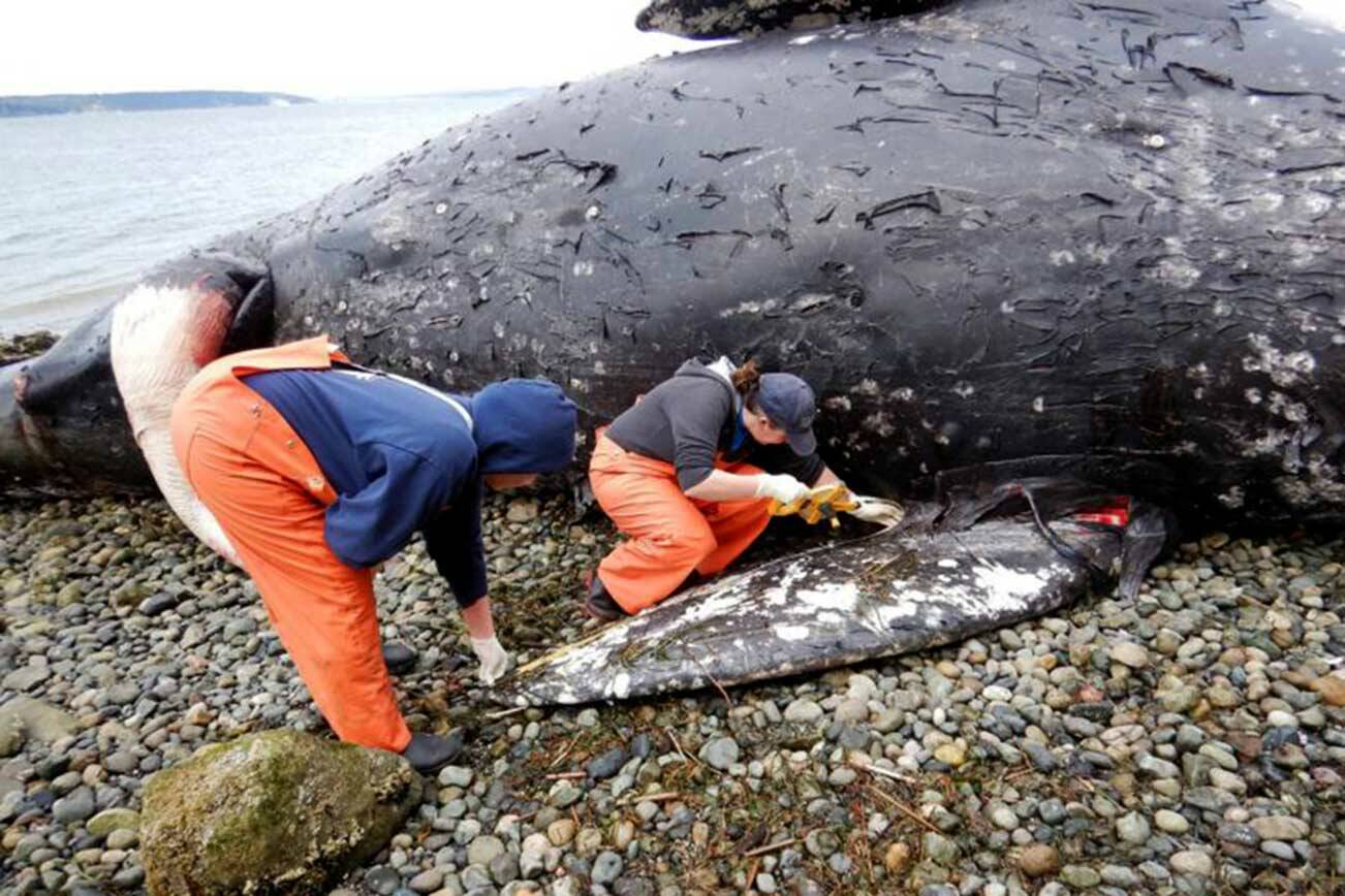 Dead gray whale on Camano Island beach to stay put for months |  HeraldNet.com