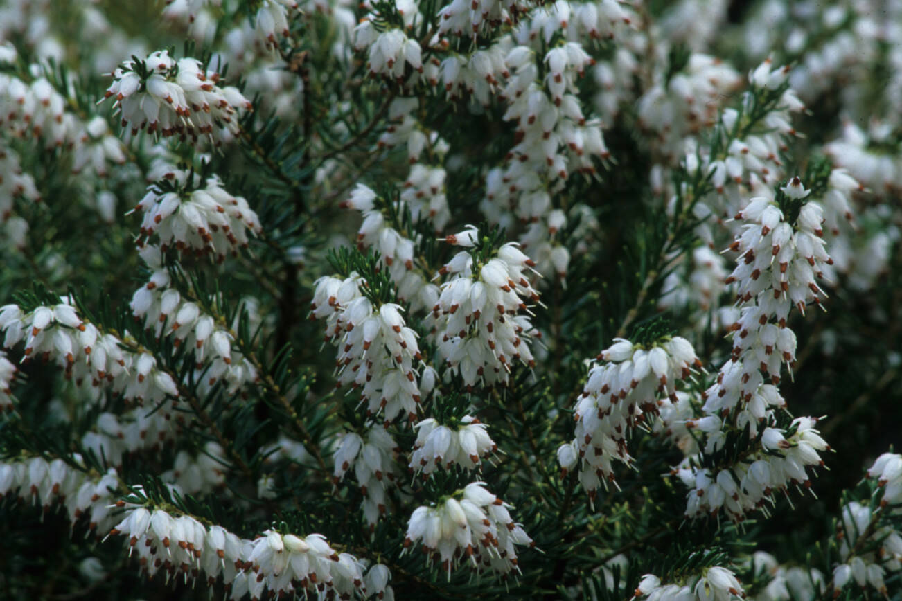 Great Plant Pick: Erica × darleyensis 'White Perfection' | HeraldNet.com