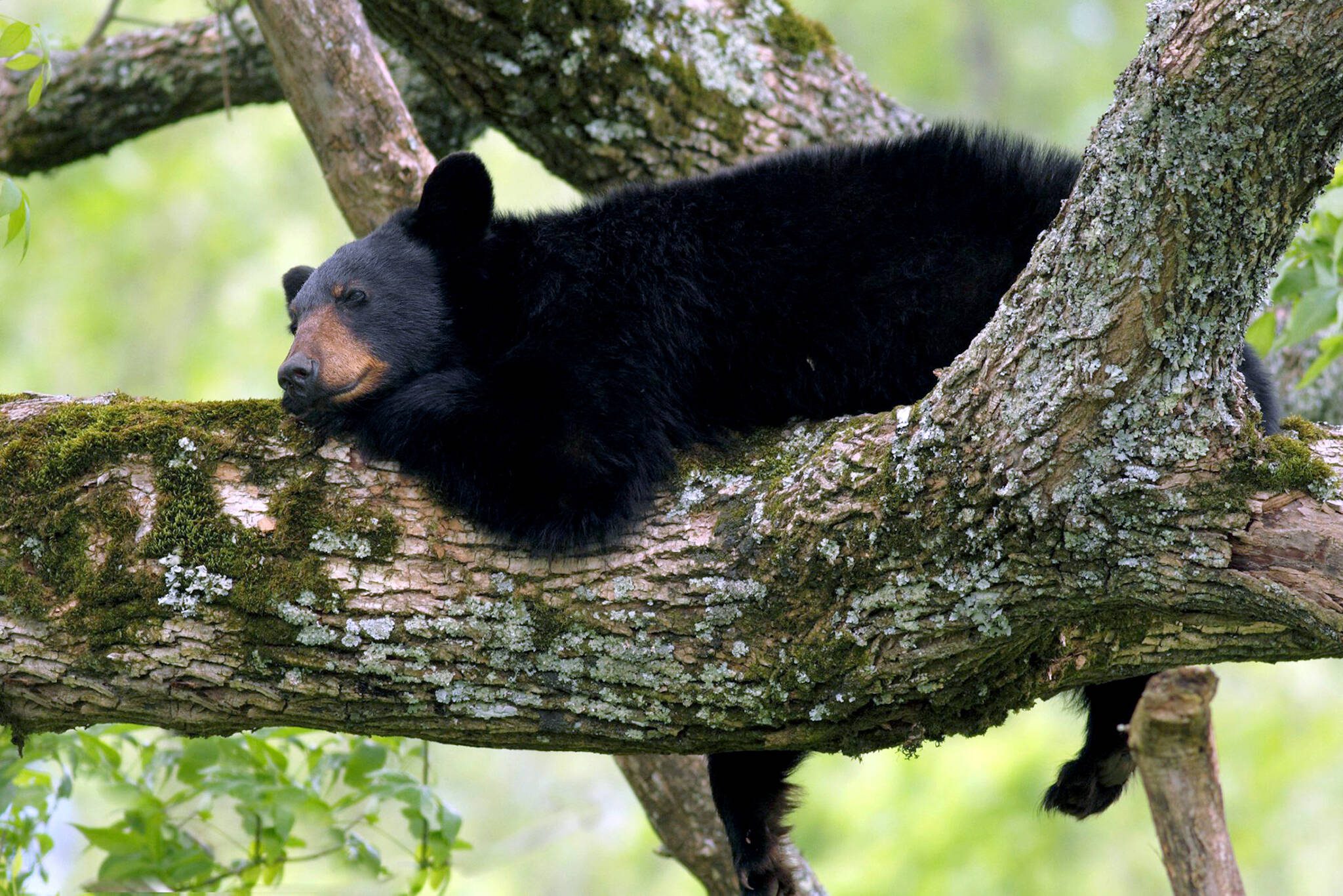 With the Kids: Black bears roam Washington forests — and