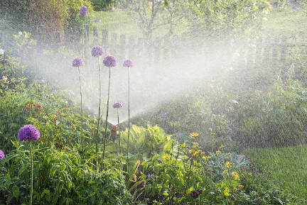 How to keep your landscape thriving in a drier-than-normal climate