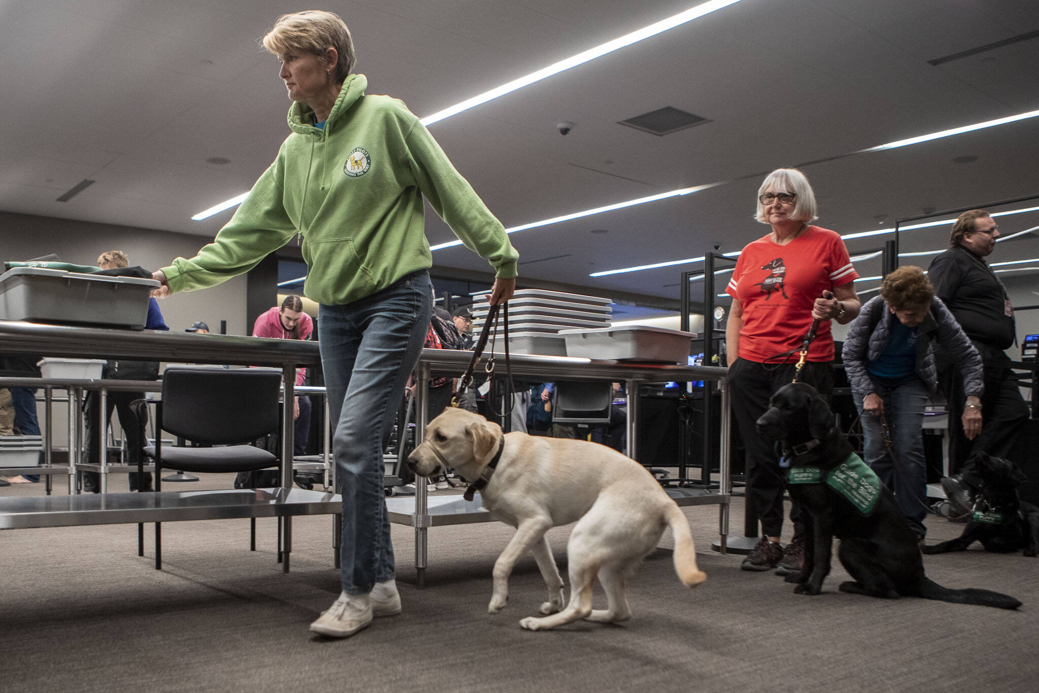 Paine Field hosts basic training for Guide Dogs for the Blind |  HeraldNet.com