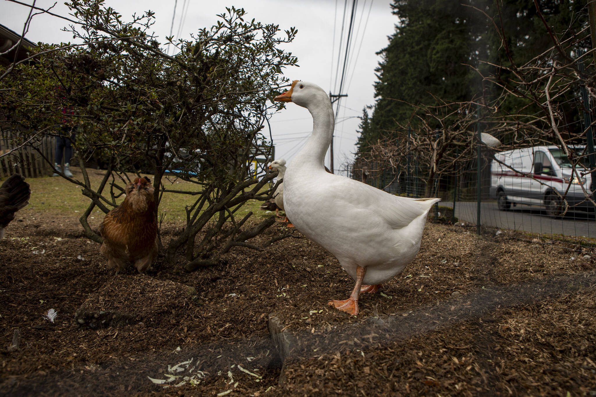 Betty the goose honks at cars outside her home in Everett. (Annie Barker / The Herald)