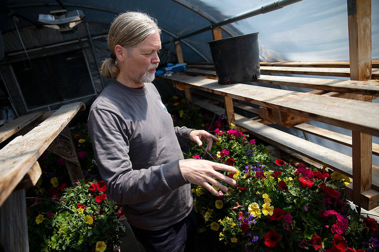 Edmonds Parks Manager Jesse Curran talks about how they are remediating grey mold from the hanging baskets on Friday, May 31, 2024, in Edmonds, Washington. (Olivia Vanni / The Herald)