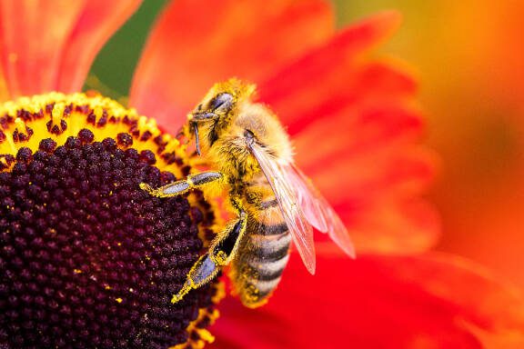 A close up macro portrait of a honey bee sitting on a helenium moerheim or mariachi flower collecting pollen to bring back to its hive. The useful insect is searching the entire red flower.