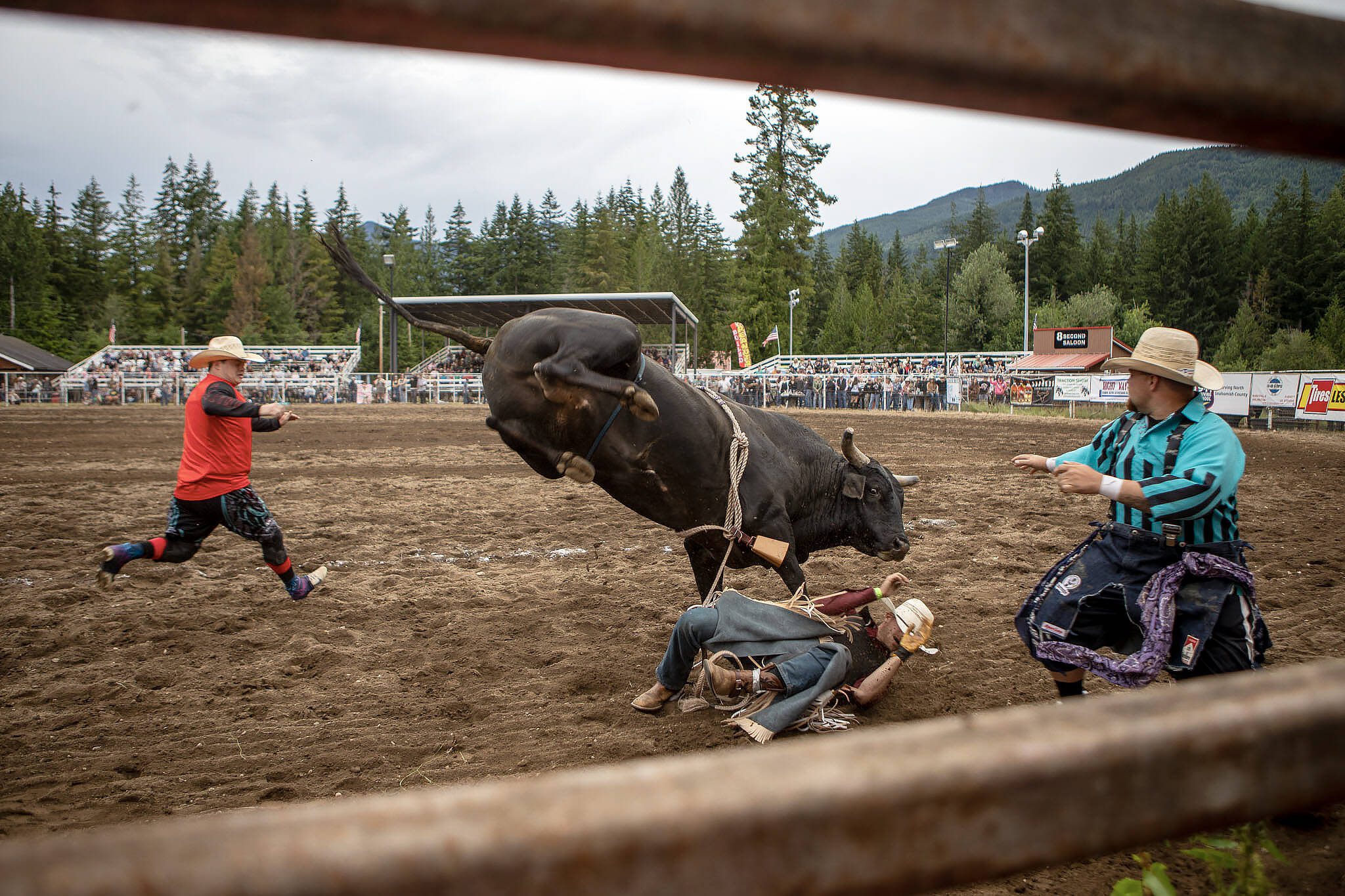 A rider falls off a bull during the Timberbowl Rodeo in Darrington, Washington on Saturday, June 29, 2024. (Annie Barker / The Herald)