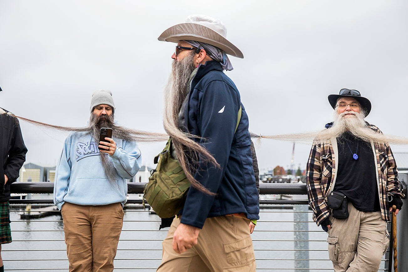 Participants in the Guinness World Record Beard Chain Attempt lineup to get their beards clipped together to be measured at Pacific Rim Park on Friday, Nov. 1, 2024 in Everett, Washington. (Olivia Vanni / The Herald)