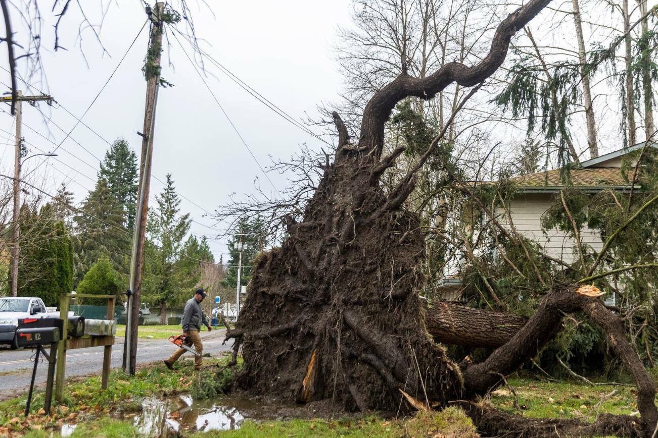 Scott Peterson walks by a rootball as tall as the adjacent power pole from a tree that fell on the roof of an apartment complex he does maintenance for on Wednesday, Nov. 20, 2024 in Lake Stevens, Washington. (Olivia Vanni / The Herald)