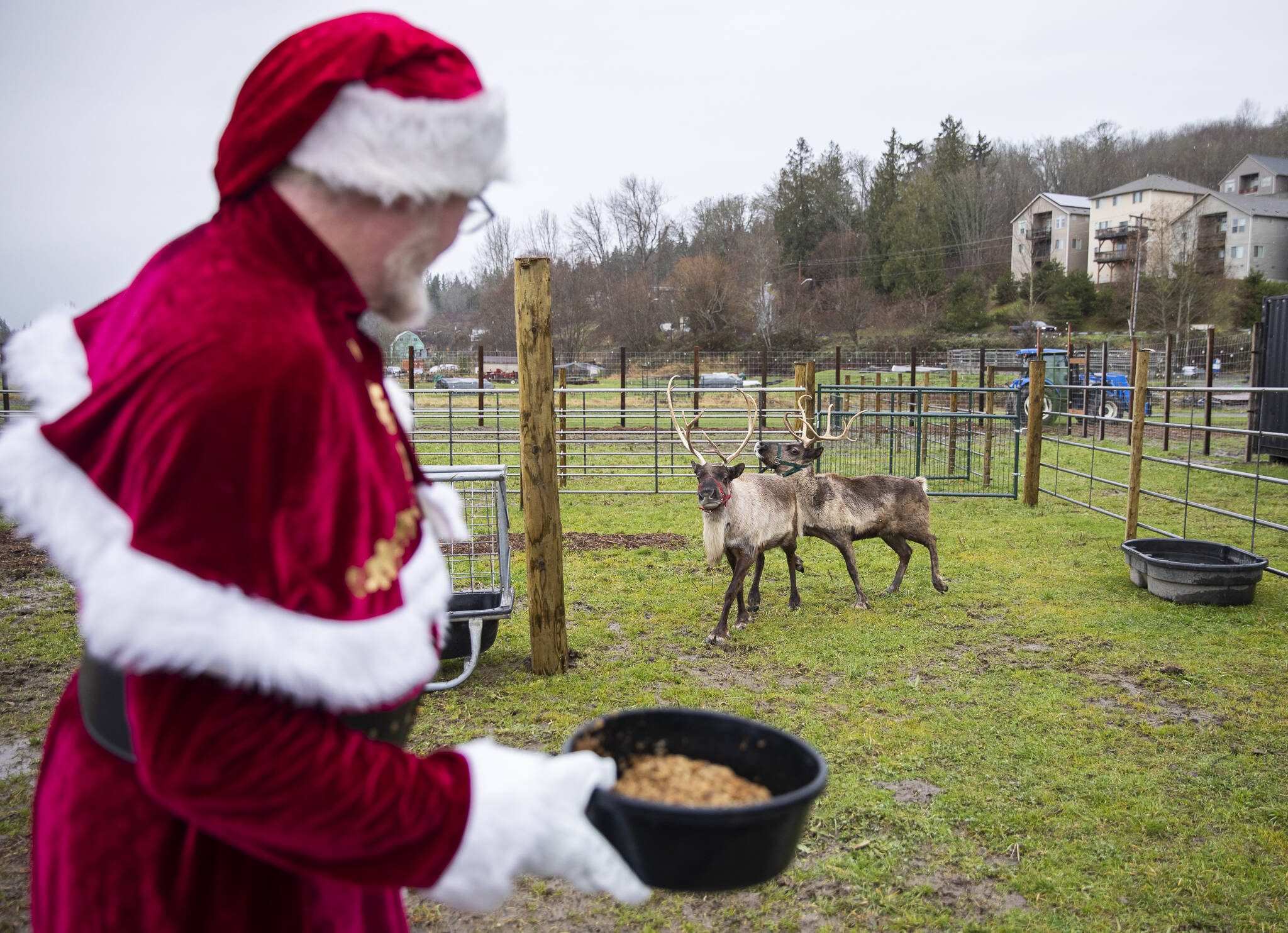 Mike Snellgrove feeds a pair of reindeer named Piika and Elsa while dressed as Santa at Luckie Farms on Tuesday, Dec. 17, 2024 in Lake Stevens, Washington. (Olivia Vanni / The Herald)